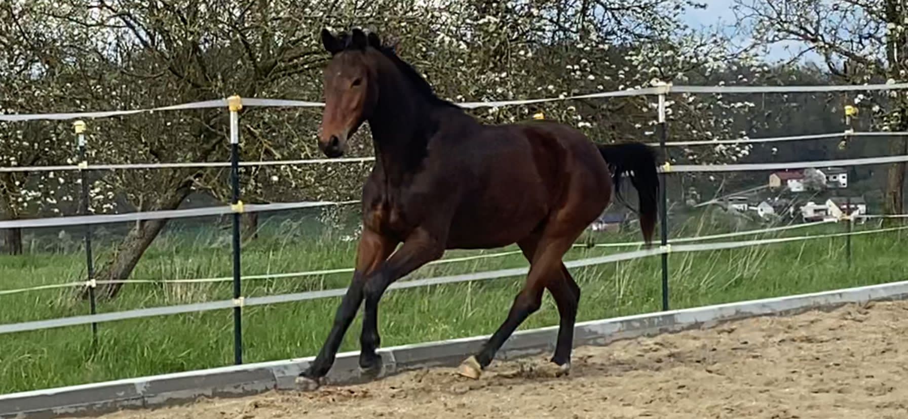 Freddy in Bewegung auf dem Reitplatz