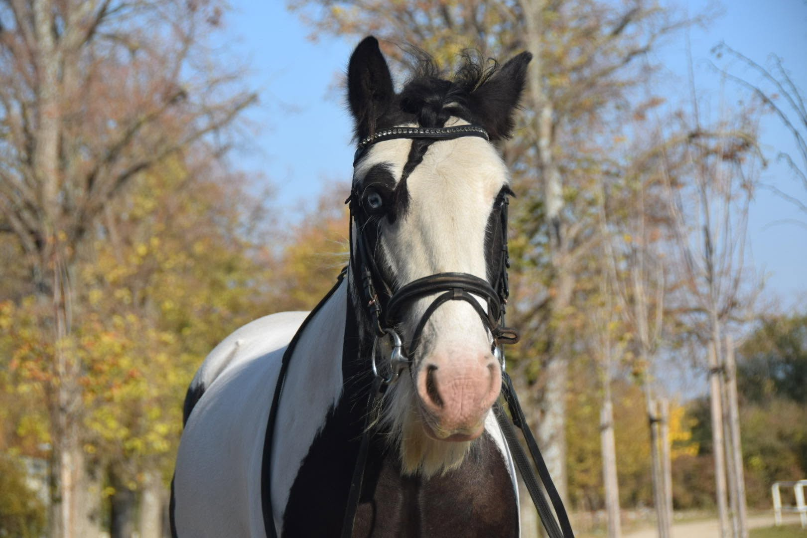 Jacky im Herbst