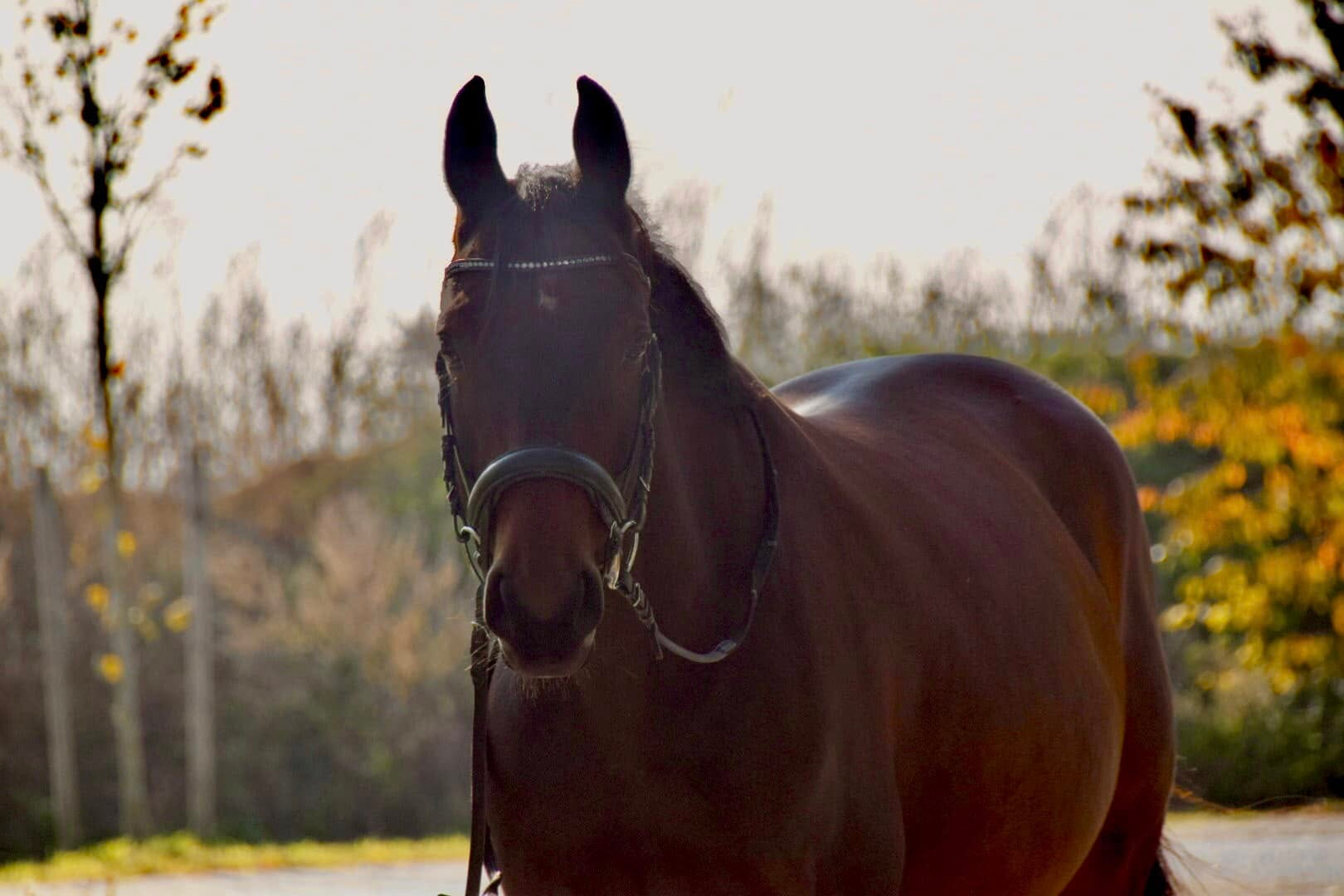 Lucky, das Pferd von Theresa Hofer